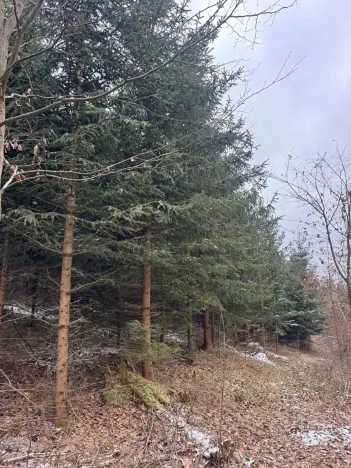 Prodej lesa, Lutonina, 18019 m2