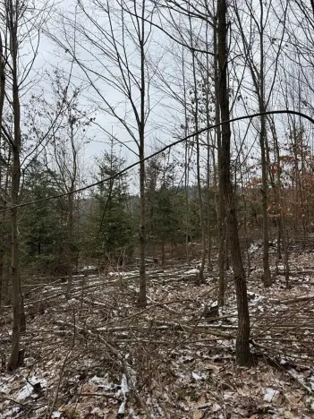 Prodej lesa, Lutonina, 18019 m2