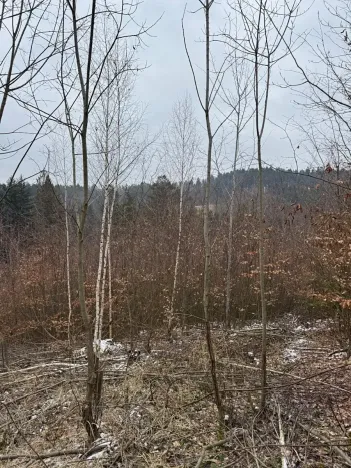 Prodej lesa, Lutonina, 18019 m2