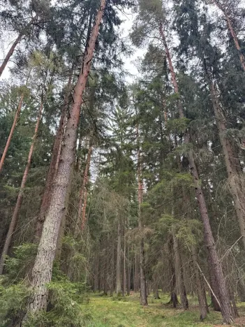 Prodej podílu lesa, Ledenice, 2894 m2