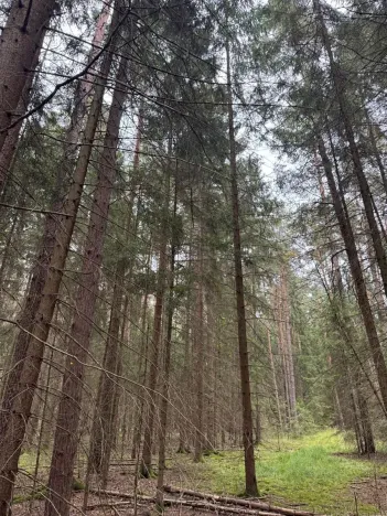 Prodej podílu lesa, Ledenice, 2894 m2