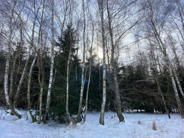 Prodej lesa, Volfířov - Brandlín, 3426 m2