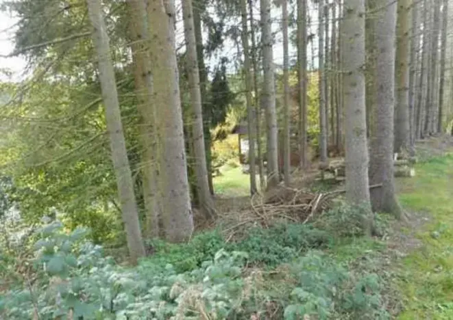 Prodej lesa, Vyskytná nad Jihlavou, 257 m2