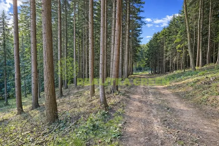 Prodej lesa, Zlín, 152613 m2