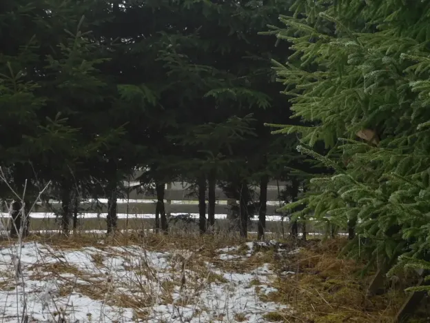 Dražba louky, Horní Planá, 3804 m2