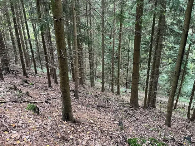 Dražba lesa, Záhoří, 3816 m2