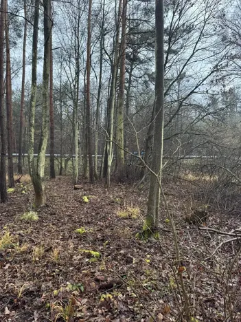 Prodej podílu lesa, Břehy, 1092 m2