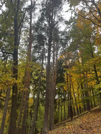 Prodej lesa, Přísečná, 15088 m2