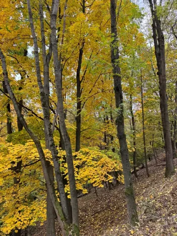 Prodej lesa, Přísečná, 15088 m2