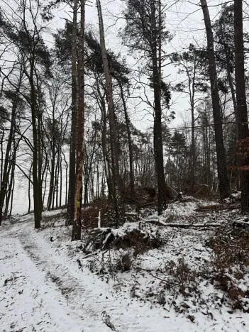 Prodej lesa, Stříbrnice, 2595 m2