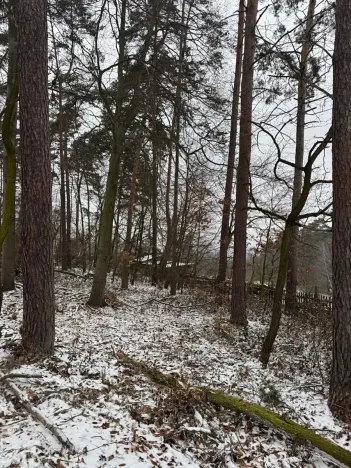 Prodej lesa, Stříbrnice, 2595 m2