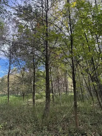 Prodej pole, Bohumín, 4224 m2