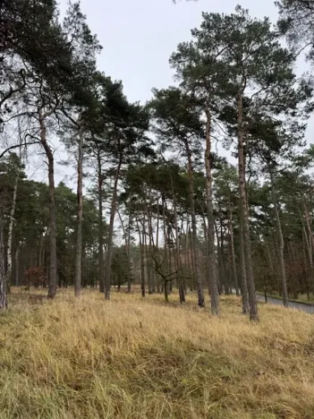 Prodej lesa, Libotenice, 17863 m2