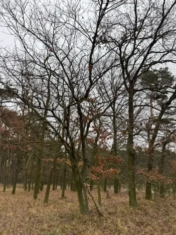 Prodej lesa, Libotenice, 17863 m2