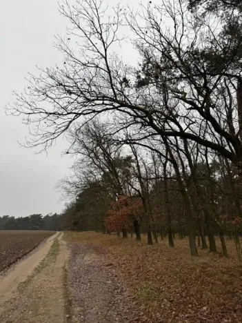 Prodej lesa, Libotenice, 63021 m2