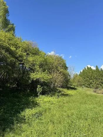 Prodej lesa, Žďárek, 11675 m2