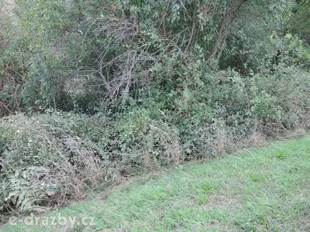 Dražba pozemku, Třebichovice, 6533 m2