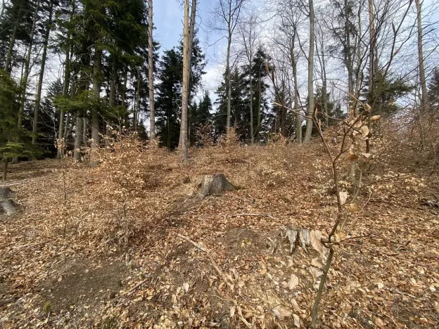 Prodej lesa, Zborov, 9290 m2