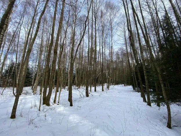 Prodej lesa, Volfířov - Brandlín, 3892 m2