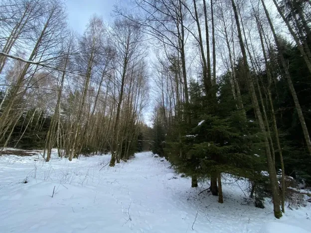 Prodej lesa, Volfířov - Brandlín, 3892 m2