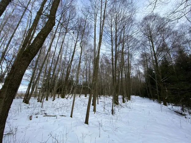 Prodej lesa, Volfířov - Brandlín, 3892 m2