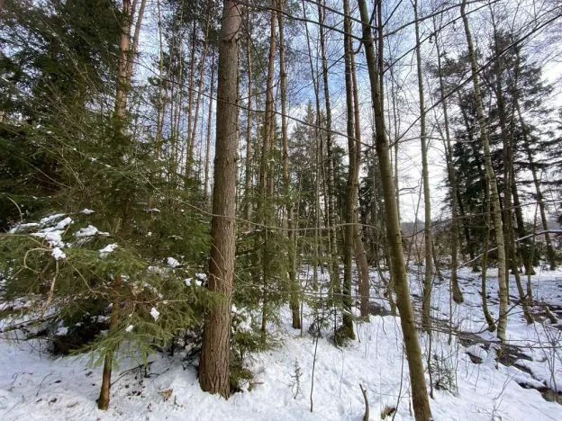 Prodej pozemku, Volfířov - Brandlín, 5958 m2