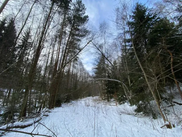 Prodej pozemku, Volfířov - Brandlín, 5958 m2