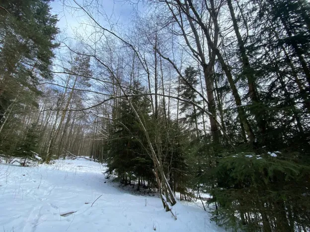 Prodej pozemku, Volfířov - Brandlín, 5958 m2