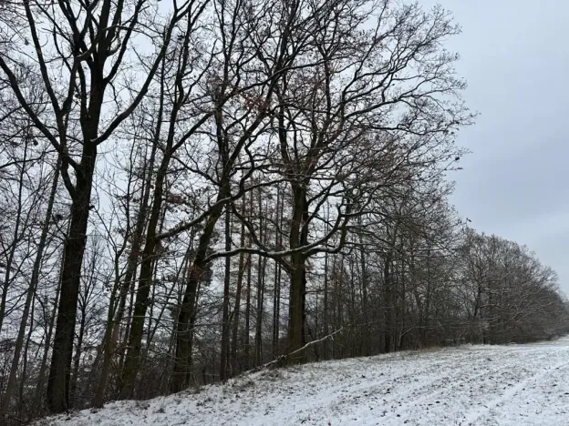 Prodej podílu lesa, Hrabišín, 4749 m2