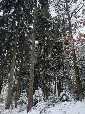 Prodej lesa, Olešník, 5100 m2