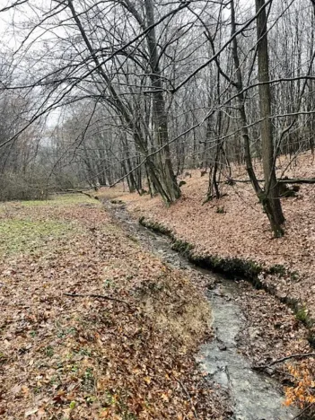 Prodej lesa, Velká Polom, 3342 m2