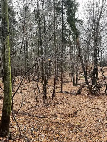 Prodej lesa, Velká Polom, 3342 m2