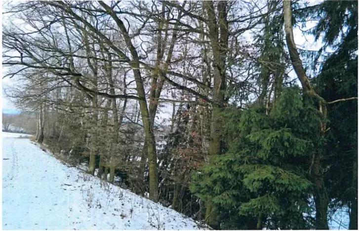 Prodej lesa, Červená Řečice, 1181 m2