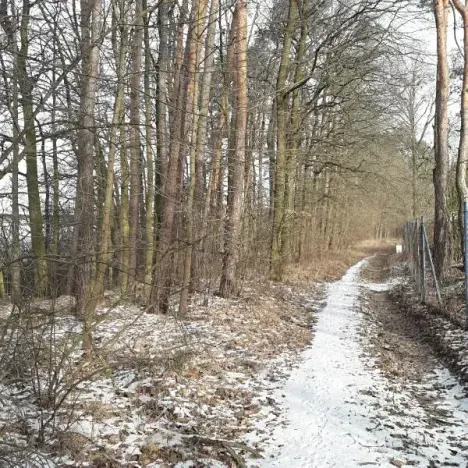 Prodej lesa, Řípec, 27546 m2