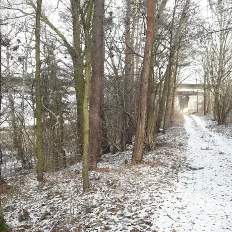 Prodej lesa, Řípec, 27546 m2