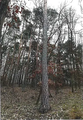 Prodej lesa, Tetčice, 1613 m2