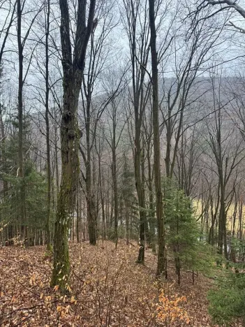 Prodej lesa, Huslenky, 29988 m2