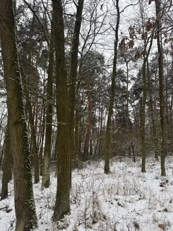 Prodej podílu lesa, Štítary, 3942 m2