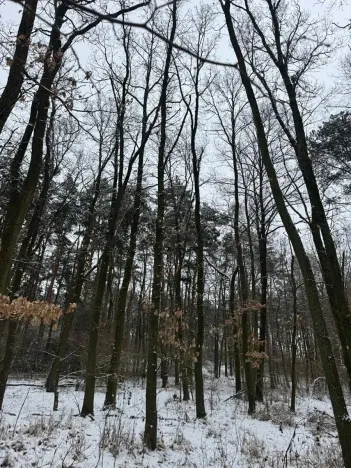 Prodej podílu lesa, Štítary, 3942 m2