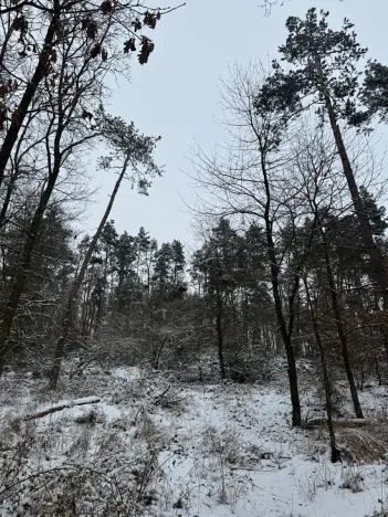 Prodej podílu lesa, Štítary, 3942 m2