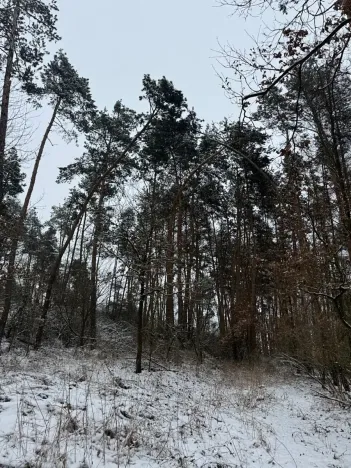 Prodej podílu lesa, Štítary, 3942 m2