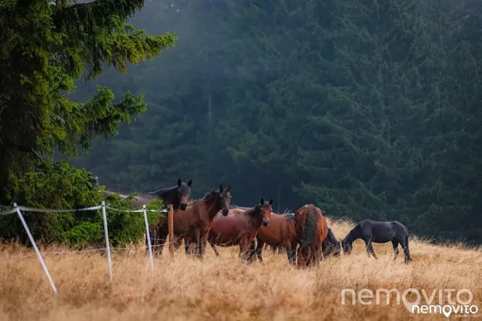 Prodej bytu 3+kk, Rokytnice nad Jizerou, 76 m2