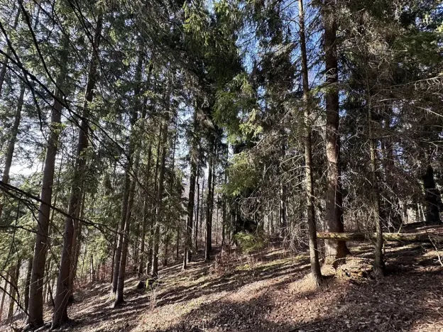 Prodej lesa, Plavy, 32050 m2