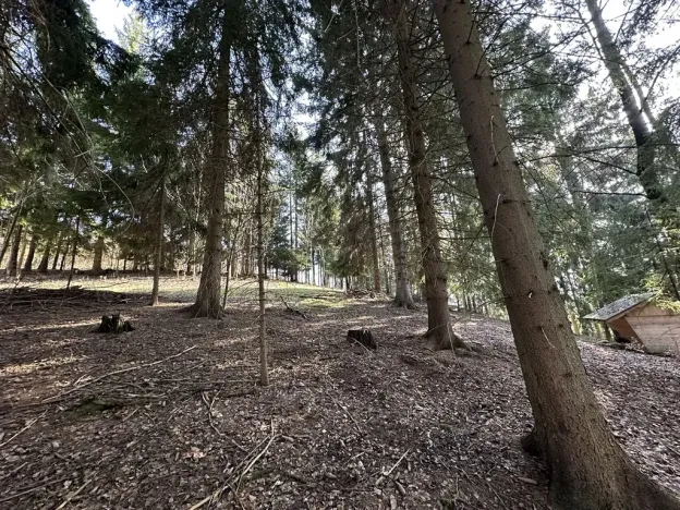 Prodej lesa, Plavy, 32050 m2