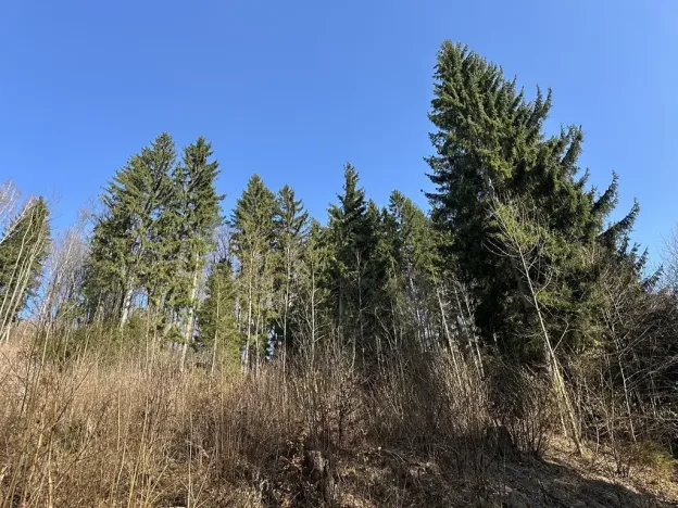 Prodej lesa, Plavy, 32050 m2