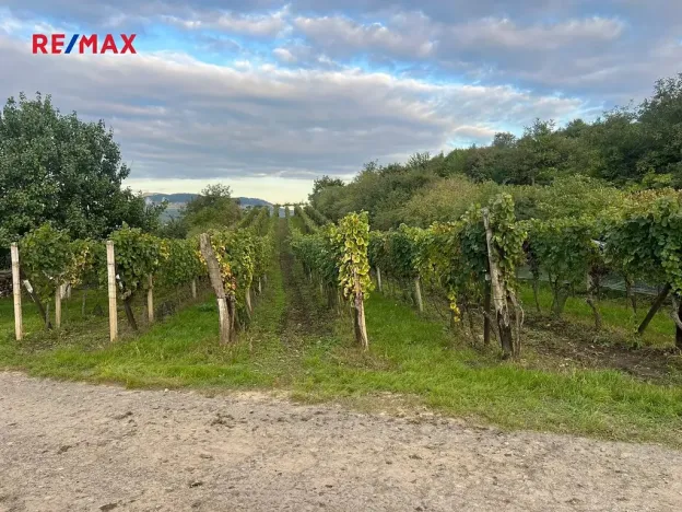 Prodej sadu/vinice, Dolní Dunajovice, 3118 m2