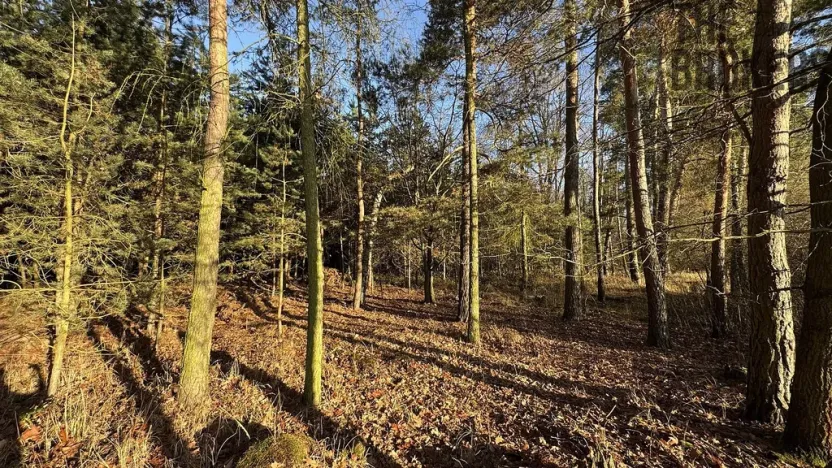 Prodej lesa, Pardubice, 8225 m2
