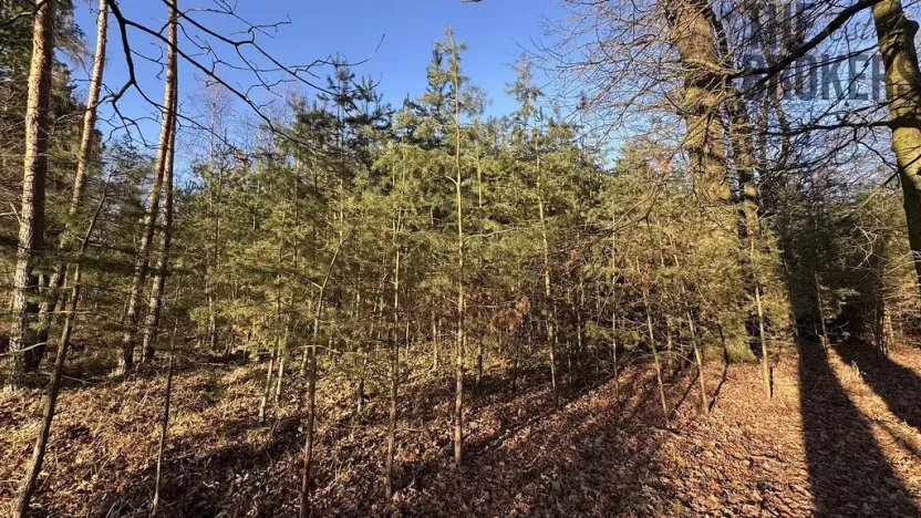 Prodej lesa, Pardubice, 8225 m2