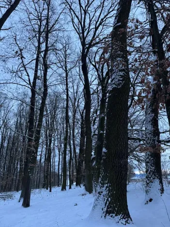 Prodej lesa, Dolní Bousov, 59634 m2