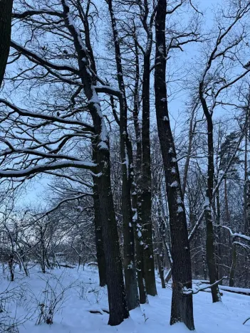 Prodej lesa, Dolní Bousov, 59634 m2